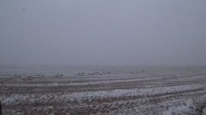 ОХОТА НА ГУСЯ, ТРУДОВАЯ