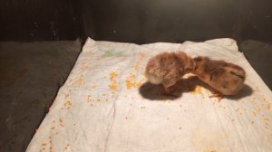 Билефельдер