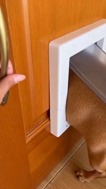 НАШИ ЖИВОТНЫЕ. 20.04.2026г. 🥰🥰🥰 Они для нас СТРАНИЦА В ЖИЗНИ, а мы для них И ЕСТЬ ВСЯ ЖИЗНЬ! 🤥🤗