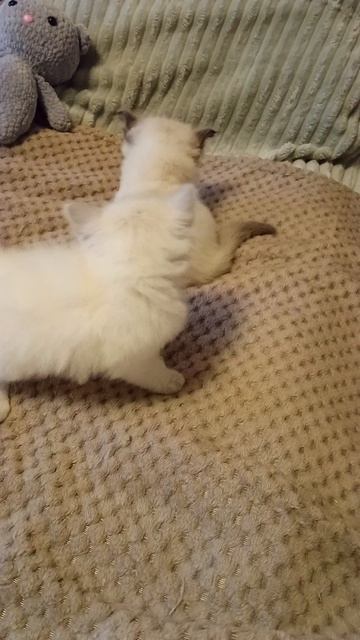 Первая видеосессия котят Ирмы и Искаундера помёта от 18.03.26г. Возраст котят один месяц!🐱