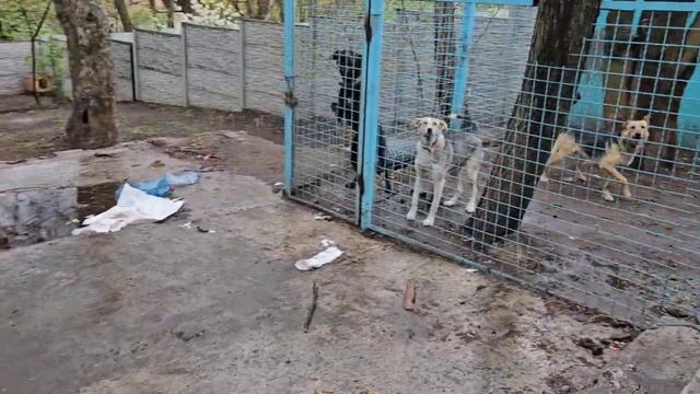 САМВЕЛ АДАМЯН СЫТНИКИ ПРОВЕДАЛИ БИМА ПРИВЕЗЛИ КОРМА..