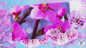 #ЧудеснойВесны!#Видеоklass#ЖаннаДаценко#ЖизньПрекрасна#УдивительнаяПрирода#МузыкаДуши#