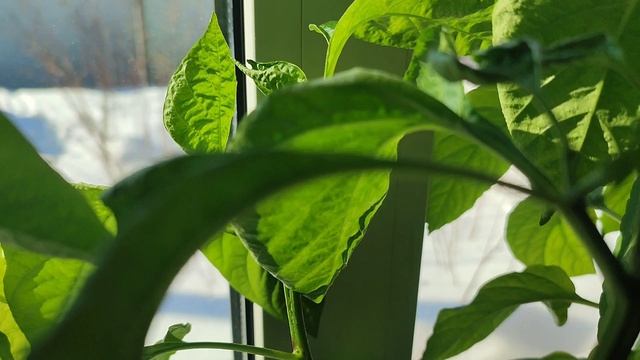 Перцы радуют. Уже цветут.