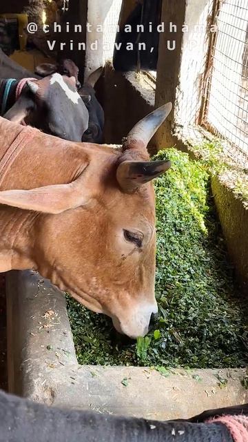 12 - 18 апреля. Видеоотчет о кормлении коров в гошале Ачарья Сурендры Мишры