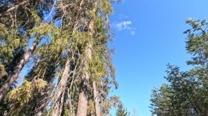 Нагонка#4(18.04.2026)