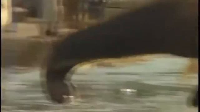 Джеки чан подружился со слонихой