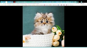 Котята питомника кошек  АДЕЛЬВЕСТ