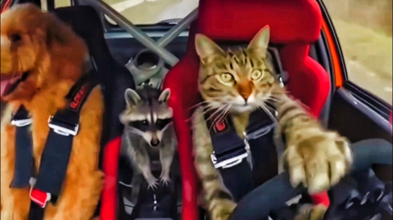 Кот за рулём