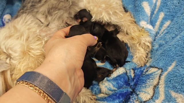 Пополнение в собачьем семействе