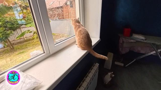 #Абхазия2026🌴 19.04.26г.🔥 Выпуск № 2371❗вчера +23°🌡ночью +11°🌡море +11,5°🐬