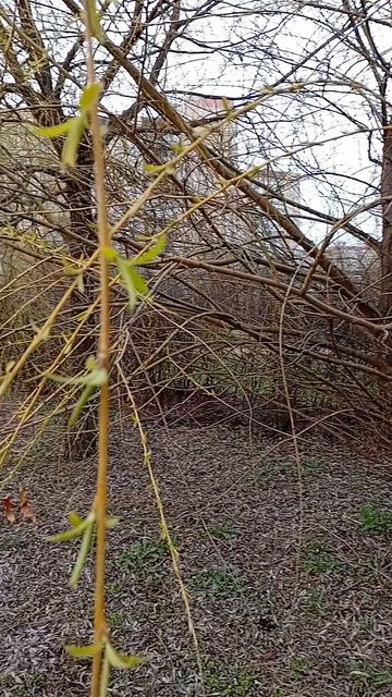 На плакучих ивах появляются листья, 15 апреля 2026.