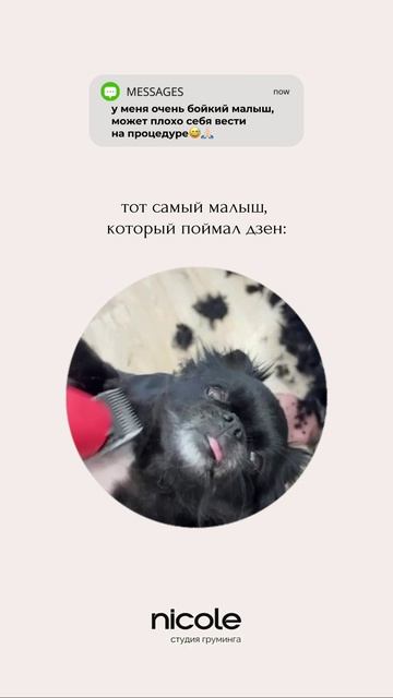 для записи звоните +7 911 081 4252🐾