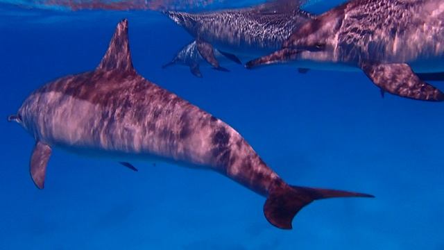 Плавание с ними каждый раз ,как в первый раз. 10.04.26.Дельфины Вади Гемаль.