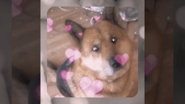 1000056399.mp4 (Собака наблюдает за устройством лестницы на 2-ой этаж в доме А-фрейм)