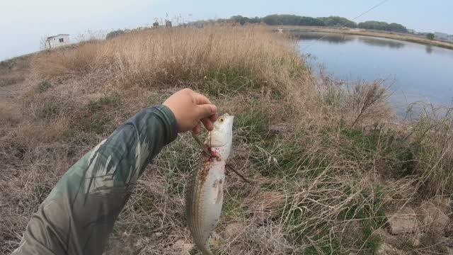 охота на пеленгаса на рогатку