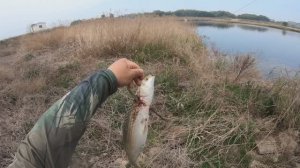 охота на пеленгаса на рогатку