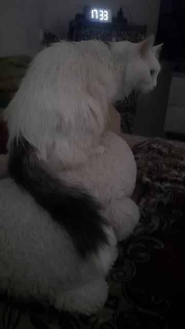 Васька любит..