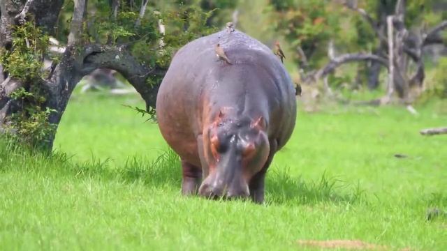 СПОКОЙНАЯ МУЗЫКА ДЛЯ ОТДЫХА