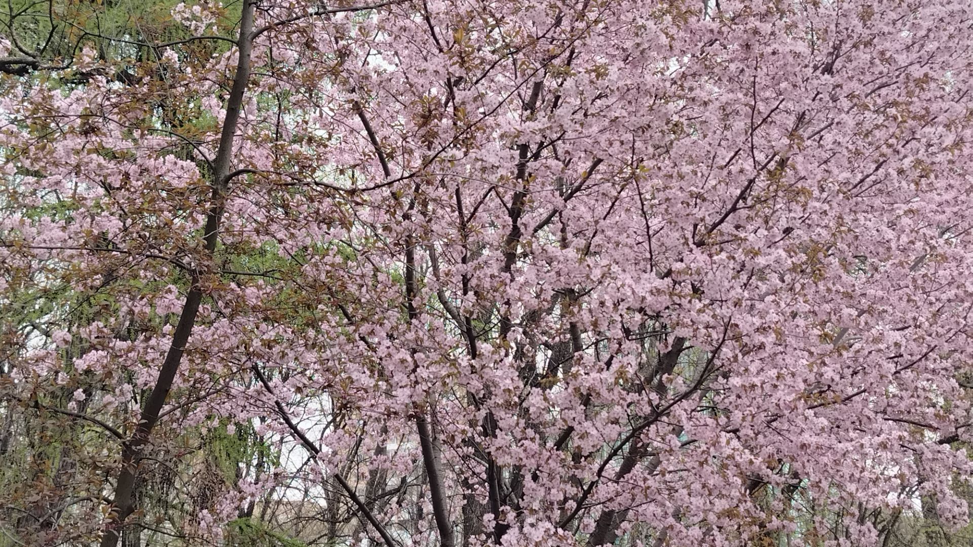 Цветение Сакуры в Москве. Аптекарский огород. Апрель 2026