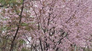 Цветение Сакуры в Москве. Аптекарский огород. Апрель 2026