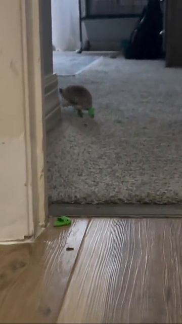 Утро в компании двух ёжиков