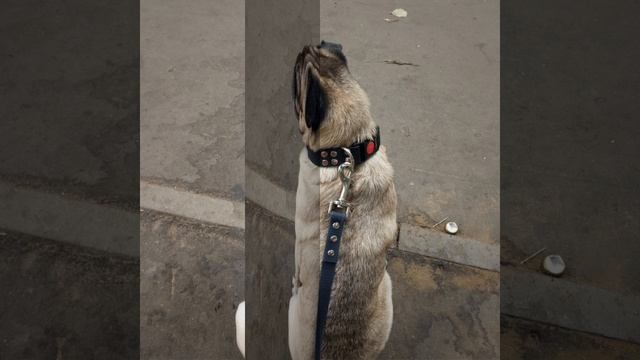 Слайд шоу Пончик 2019-2026 годы 🐶💗💗