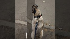 Слайд шоу Пончик 2019-2026 годы 🐶💗💗