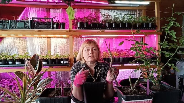 посадка роз в горшок и грунт