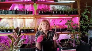 посадка роз в горшок и грунт