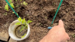 Посмотрим что там в огороде есть!