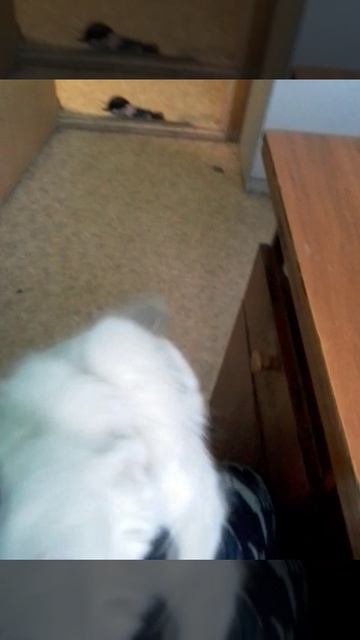 Собака друг человека( собачка Буся)