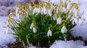 ДРУЗЬЯ !!! С днём подснежника.