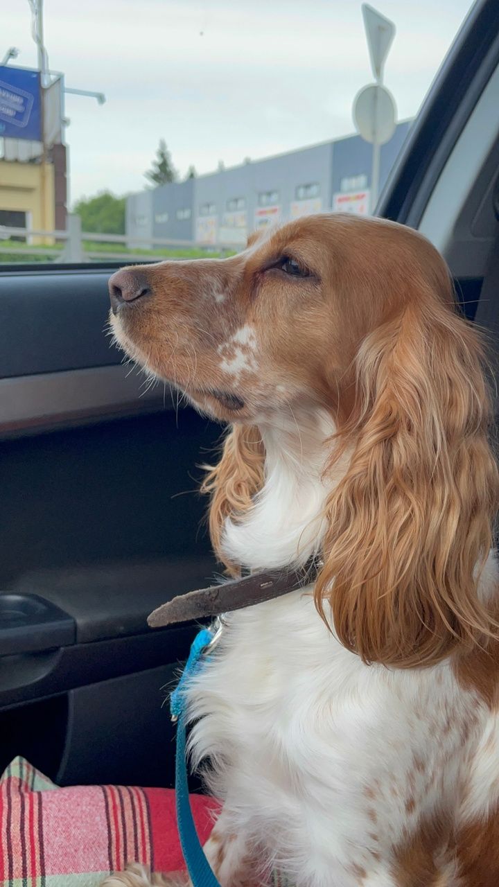 Наша Фиби опять решила побыть артисткой!