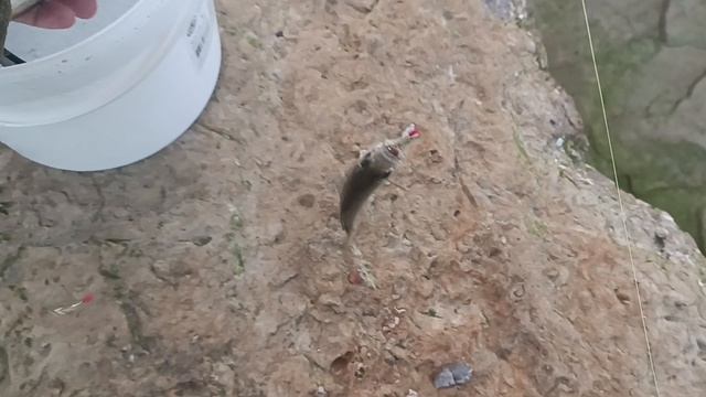 Рыба есть,но не у всех. Рыбалка на Черном море.