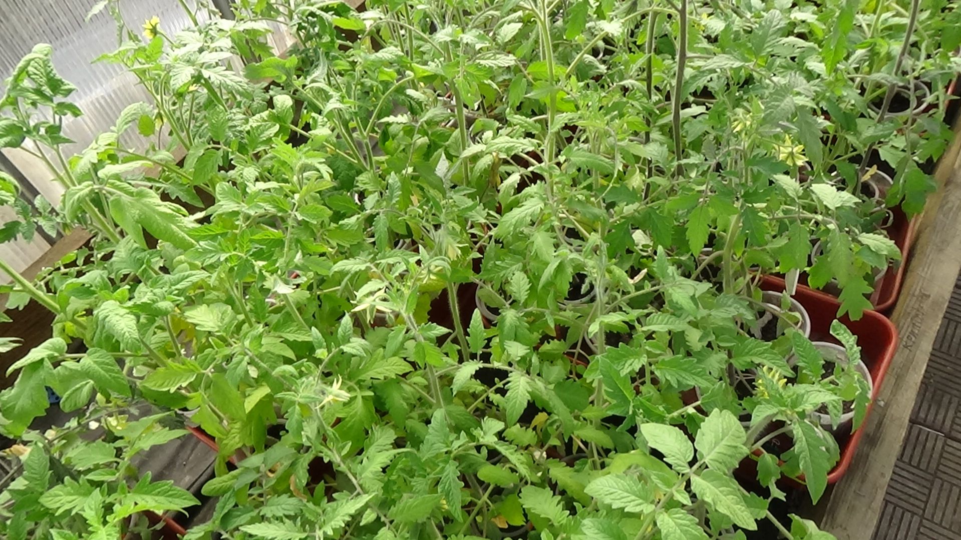 1200 томатов в одной теплице - это слишком много! Начинаю РАССЕЛЯТЬ ТОМАТНУЮ КОММУНАЛКУ! 19.04.2026.