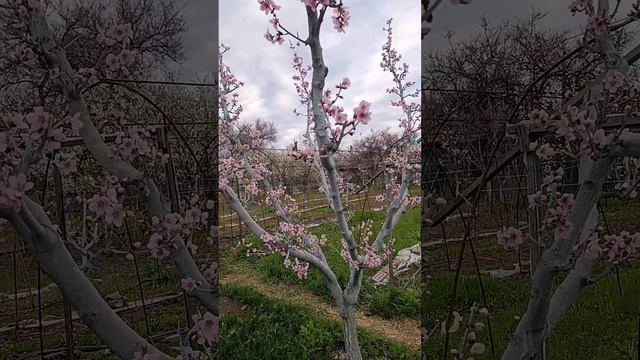 Эстетика с реализацией потенциала современных плодовых деревьев