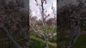 Эстетика с реализацией потенциала современных плодовых деревьев