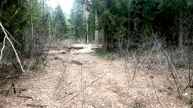 Брыковский лес в посёлке Никологоры