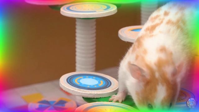 Хомяк в ловушке в невероятном лабиринте: каждый поворот - сюрприз! часть 5