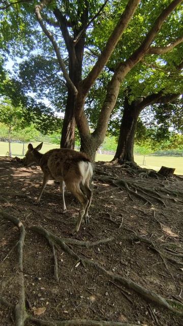 Национальный парк Нара с оленями (Нара, Япония), (Nara, Japan), （奈良県、日本）