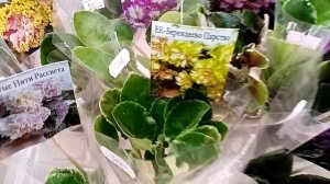 Выставка в Новороссийске 18-19 апреля. ТЦ Бон Пассаж, часть 2.