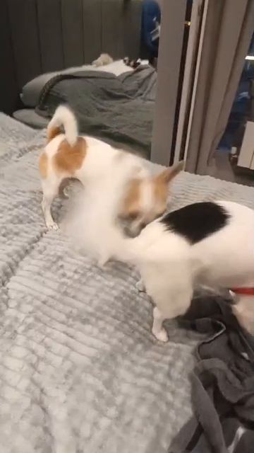 #ЧИХУАХУАРЕДИ❤️РОКСИ ПРИШЛА В ГОСТИ К РЕДИ)