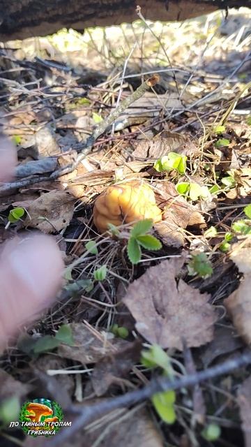 Строчок гигантский.