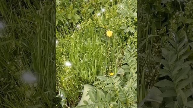 Весна. Цветы цветут. Природа оживает.