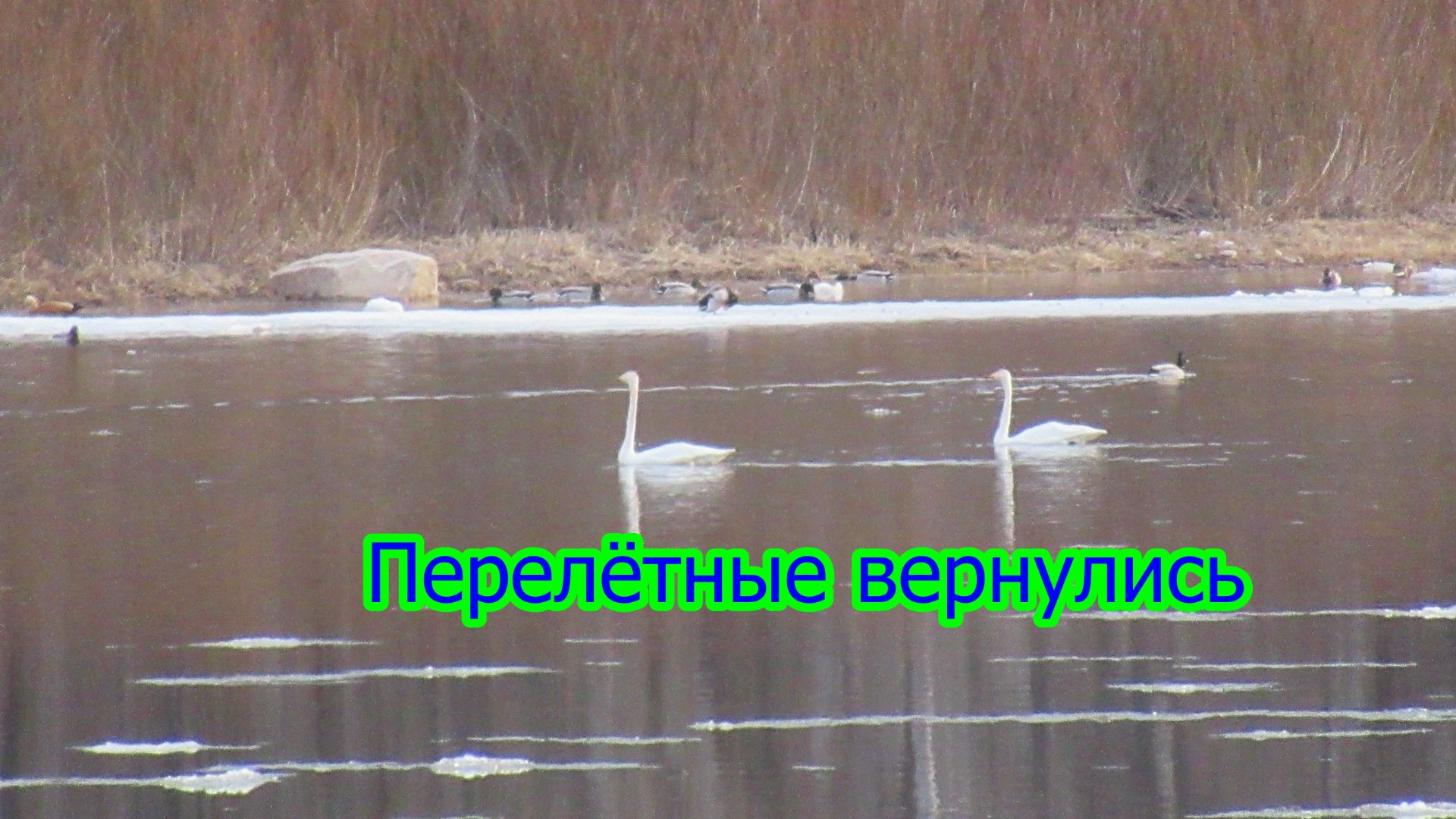 Прилетели пернатые...