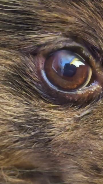 Как дела у Луны с её глазом? шпиц травма собака животные шпицы