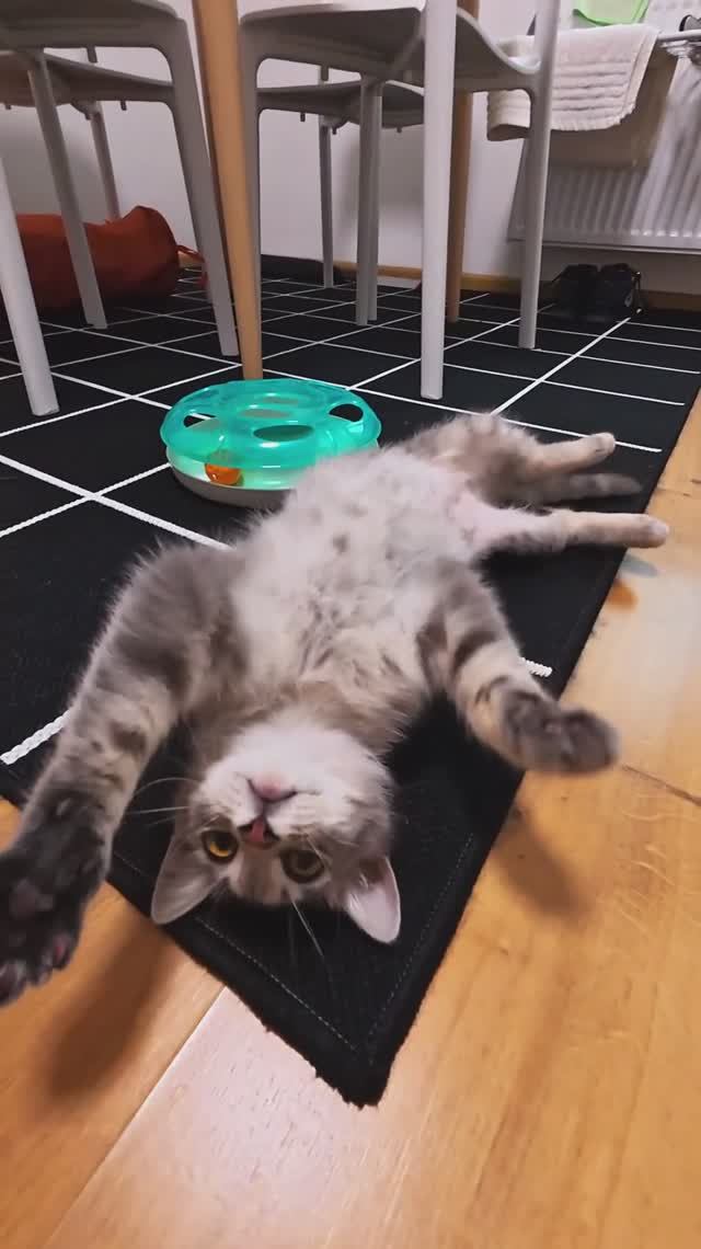 Сергей и Алиса | История двух сердец | Мисти | Лапки в деле