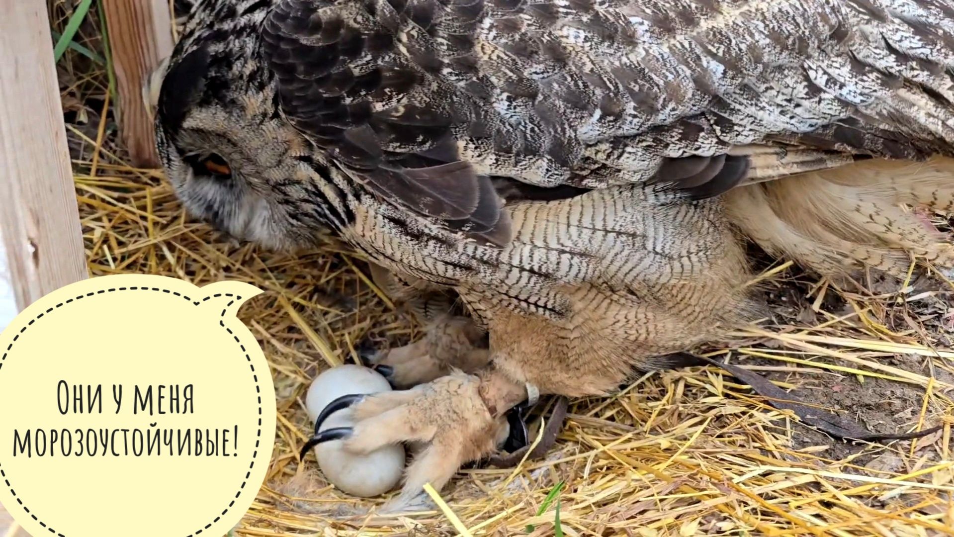 Сова Ёль кутает яйца от снега, Пёс Кубик радуется погоде. Курочки незаметно возвращаются зимовать?