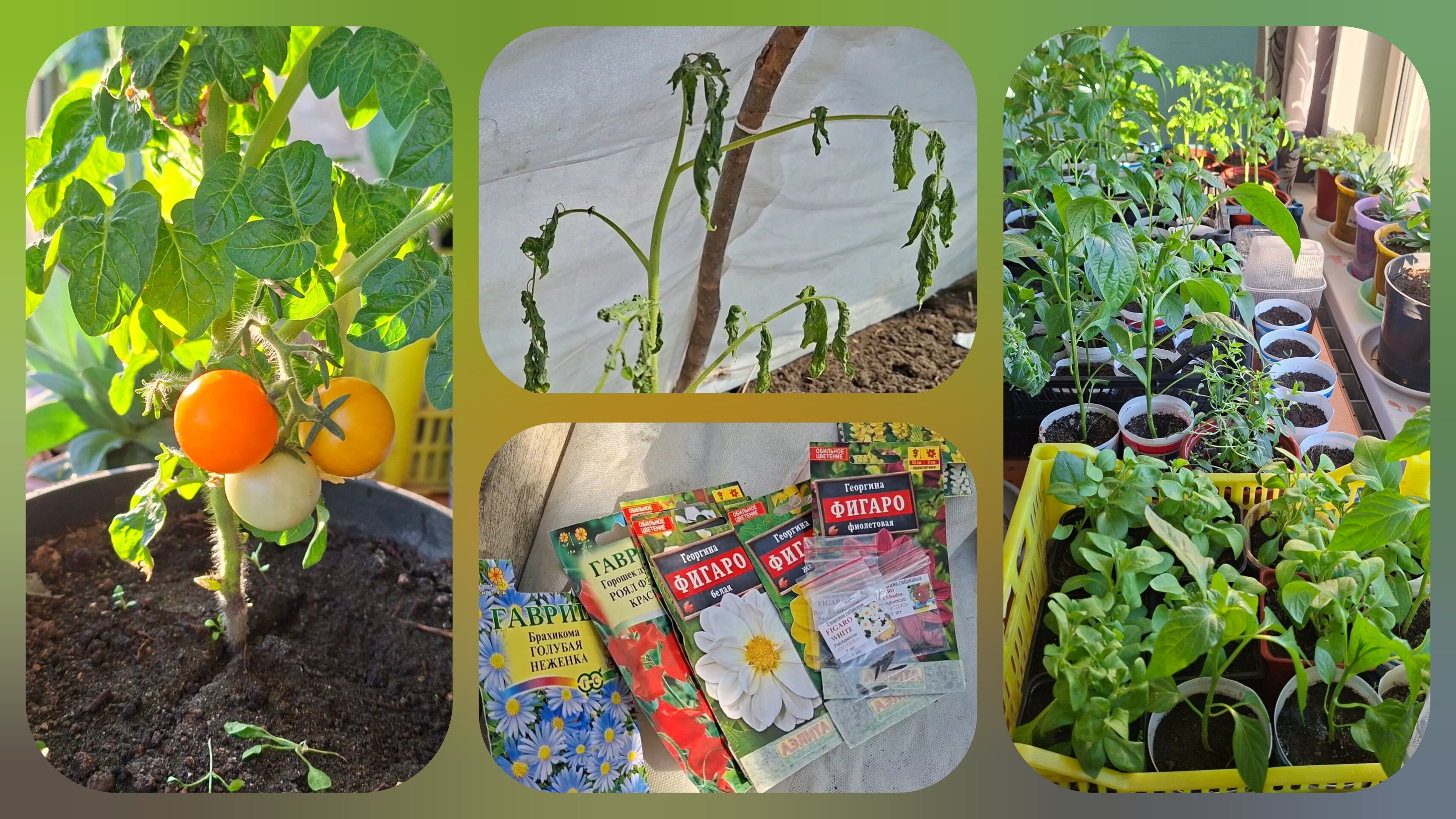 Новые посевы и первые потери. -10⁰С ночью. Спеет урожай на окне.