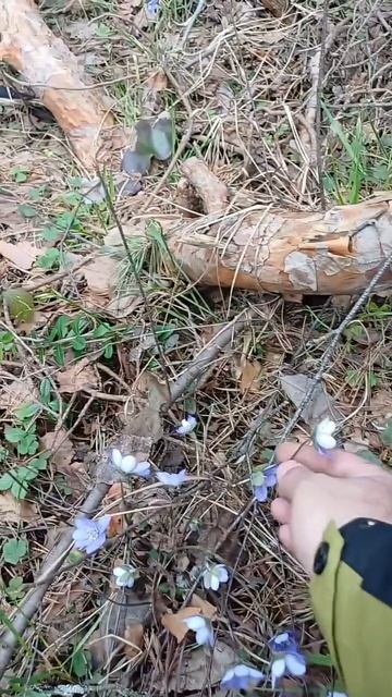 Присесть за подснежник - легко 😲❗️